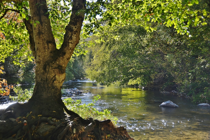 the Rogue River